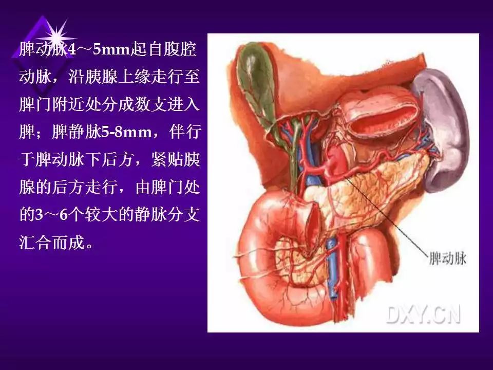 脾脏超声诊断