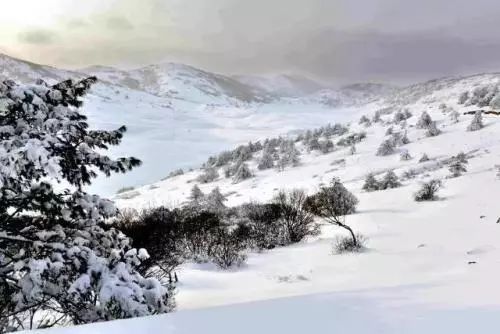 今日大雪 | 重庆周边最美雪景,尽情在雪地里撒欢吧