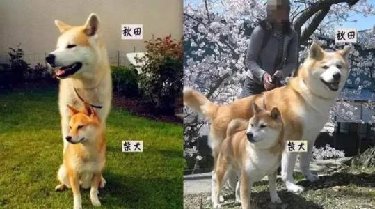 k9大剧透——秋田犬与柴犬的外观区别