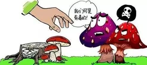 毒蘑菇可不止长得漂亮,这些认识误区你必须知道!