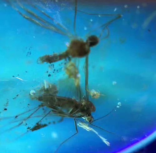 琥珀里面有史前蚊子,两大一小,难道是一家三口?