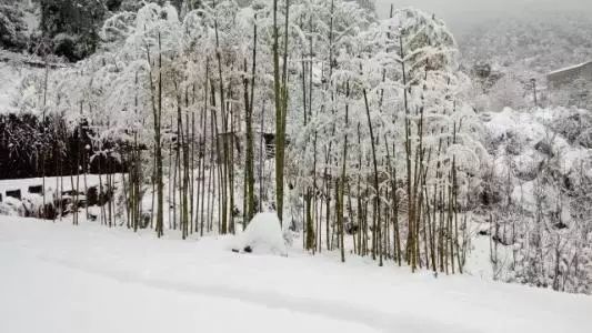 今日大雪 | 重庆周边最美雪景,尽情在雪地里撒欢吧