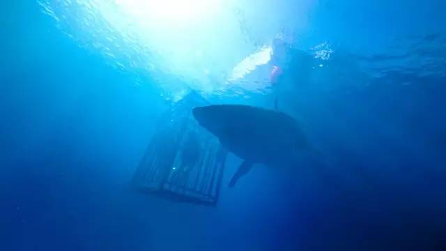 《鲨海》带你体验沉浸深海的