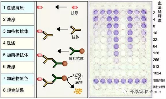 蛋白质的测定原理是什么意思_蛋白质凝胶是什么