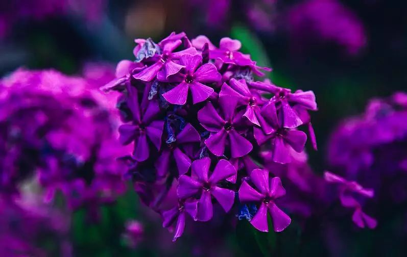 explore purple color meaning