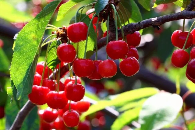 有"春果第一枝"的美称!果农称樱桃种植为"黄金种植业".
