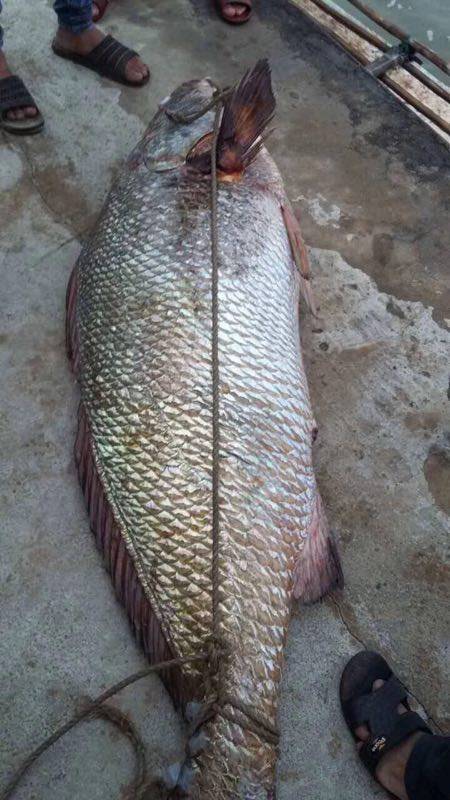 徐闻龙塘一村民捕获106斤大鱼,价值5万多元!你见过吗?