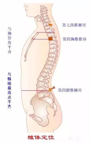 2.从躯干前部体表标志定椎体位置:(2)腰椎棘突与同位椎体平齐.