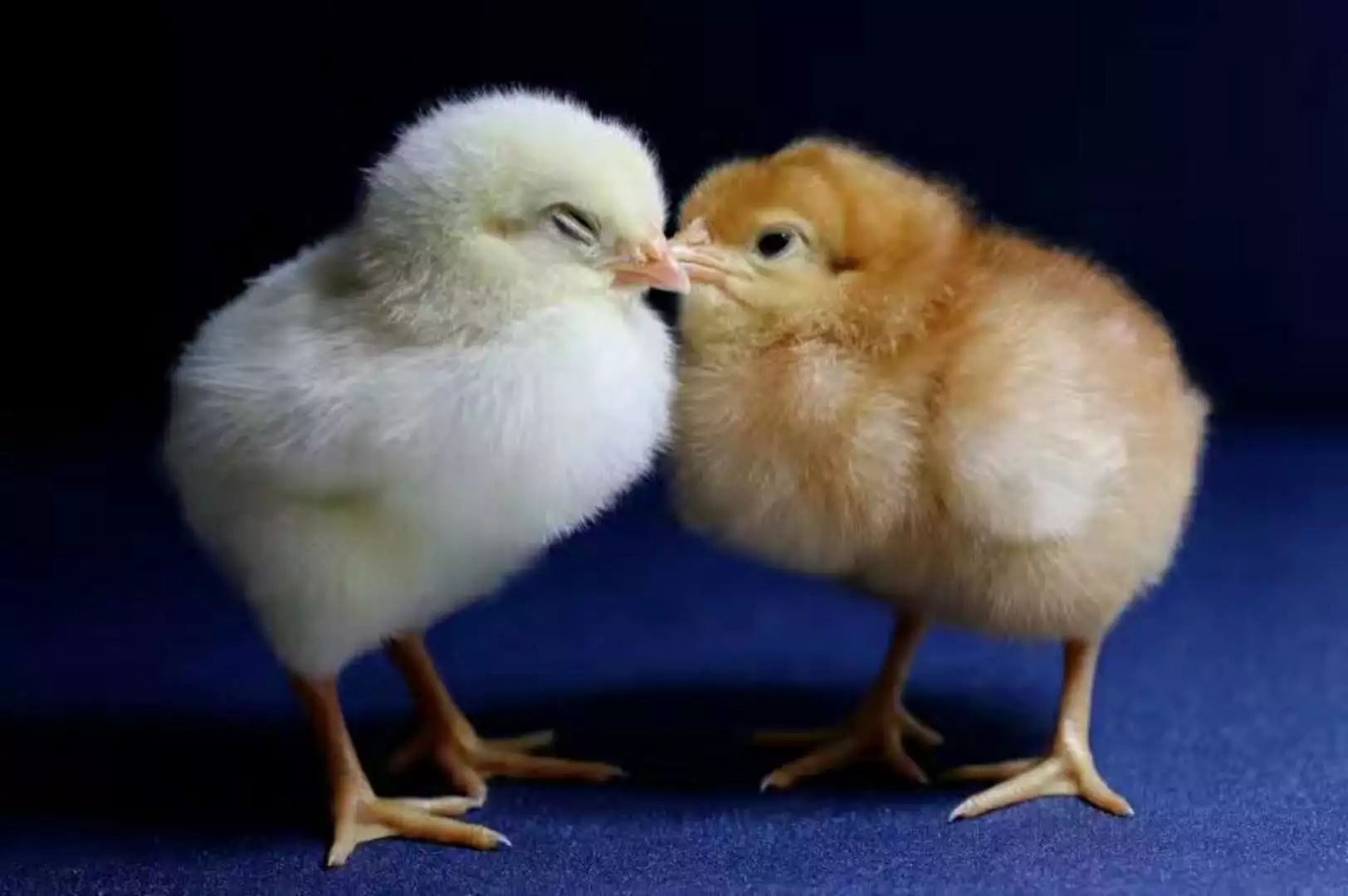 原来,小鸡是这样出生的!