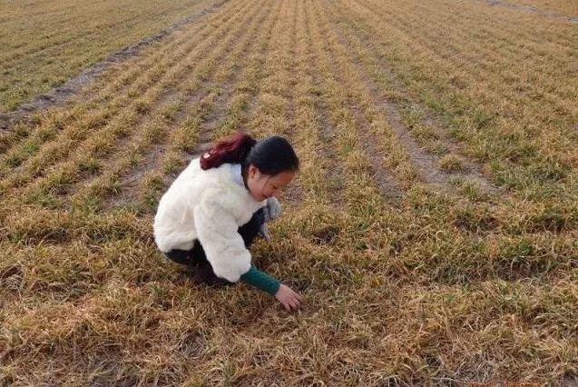 今冬极可能出现极寒天气, 小麦冻害怎么办?