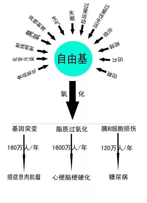 原来这些「抗氧化食品」都是素的,越吃越年轻