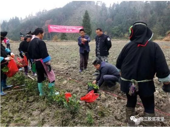 两汪乡:冬季茶苗种植"忙"