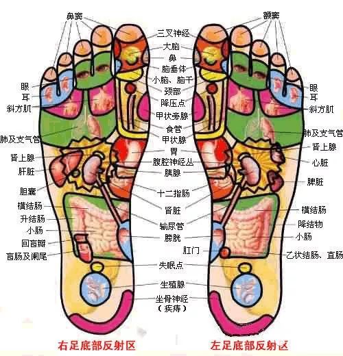 技师必学:反射区的手感和反射区外观变化(三)