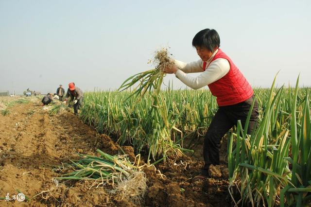 农村常说"霜降不起葱,越长心越空"是啥意思?栽过葱的人才知道