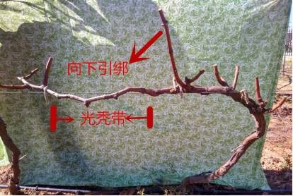 葡萄修剪技术图解收藏版