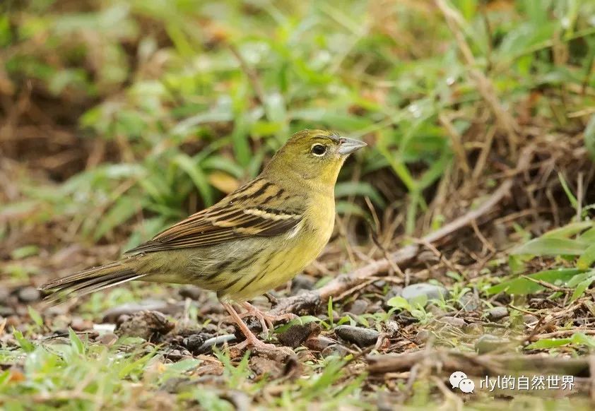 【rlyl物种说】今日--硫黄鹀(yellow bunting)