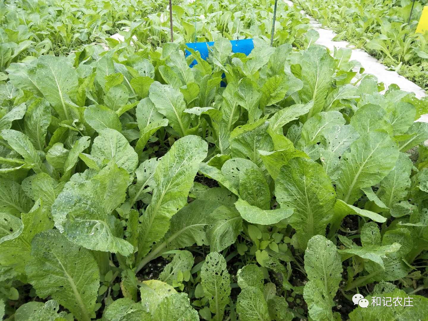 芥蓝菜花; b:大米,莴笋,红薯,花椰菜,大白菜秧,豌豆苗,四九菜花,芥菜