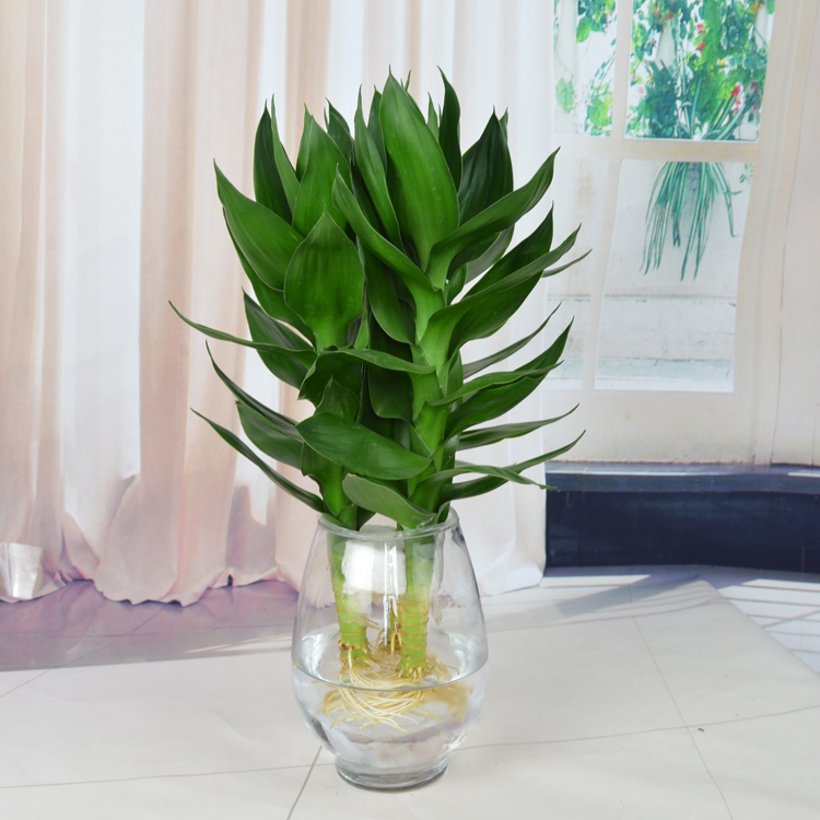取名为荷花竹,观音竹,在风水中是一种寓意有吉祥,保佑平安之意的植物
