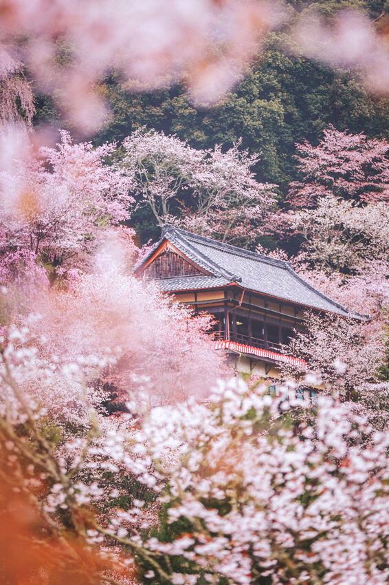 日本的樱花