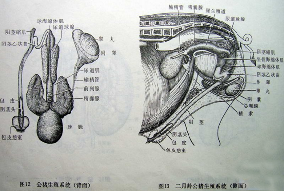 最全的《生猪结构图集》,太有用了!