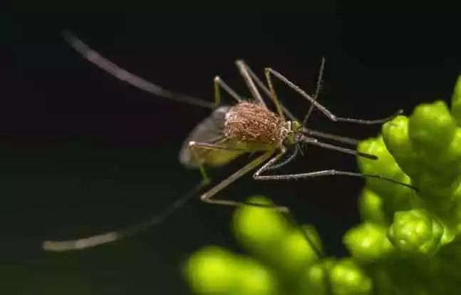 蚊子也有牙齿, 牙齿最多的动物是.