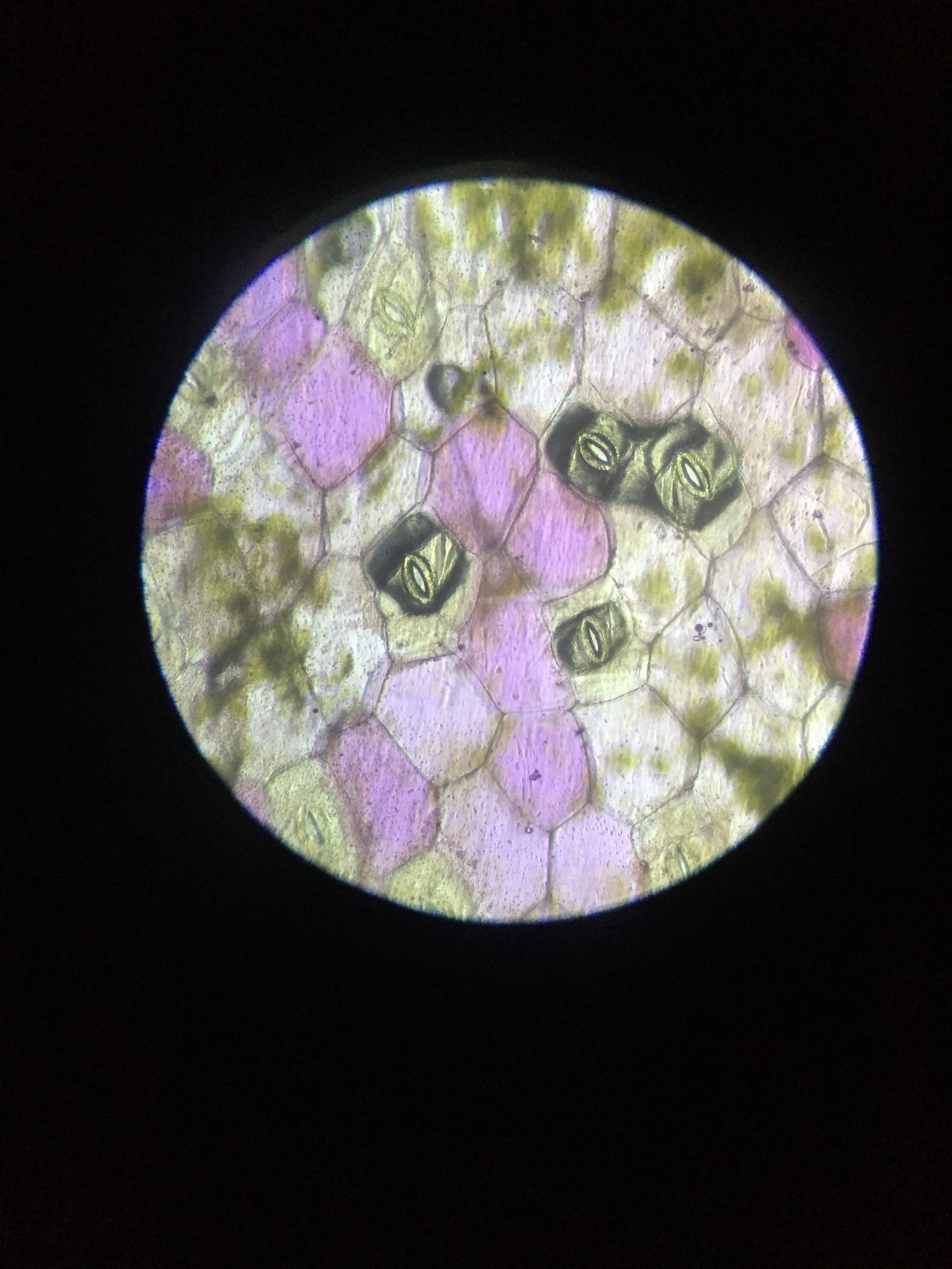 手机拍摄的显微镜下观察到的紫鸭跖草下表皮的保卫细胞 此次全市初中