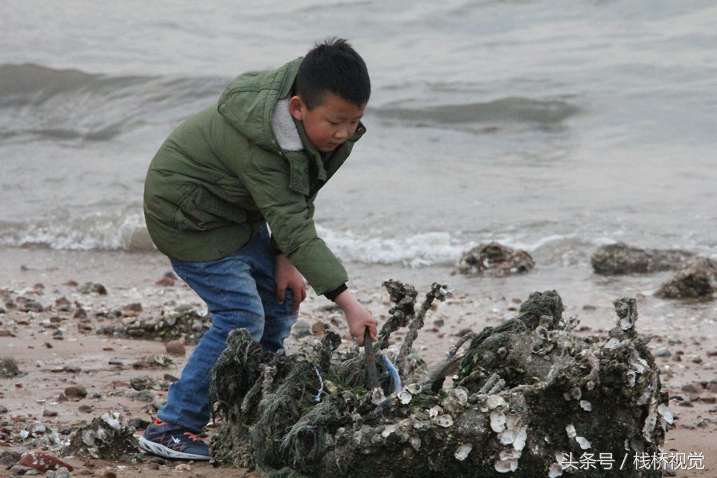 青岛冬日赶海乐,蚬母海蛎子大丰收成筐成桶往家提天然