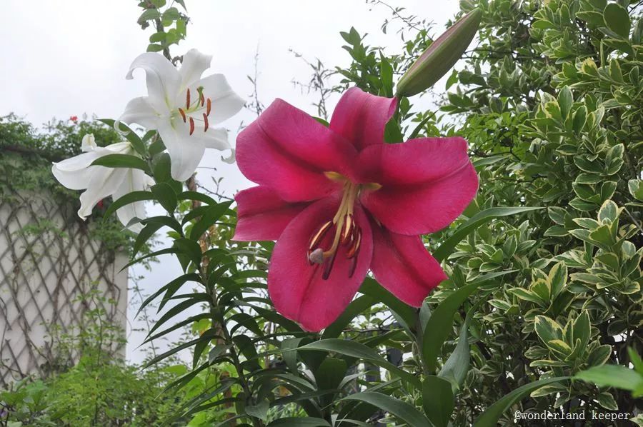 百合花(赞比西和红色宫殿) 摄影/阿对百合花(特鲁迪) 摄影/阿对百合花