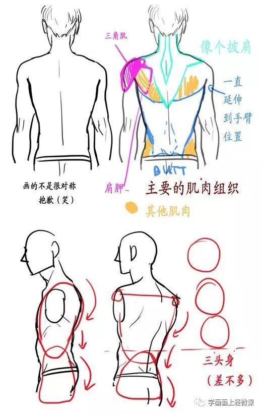 「推荐」初学漫画人物手绘教程之人体背部画法