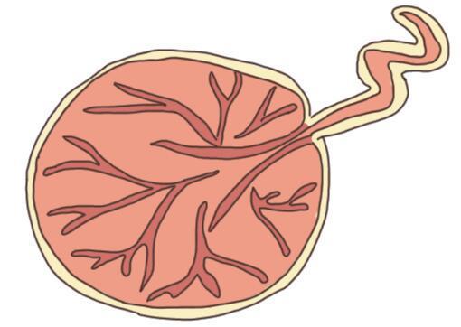 生完孩子后胎盘都怎么处理的?剁碎包饺子,炖汤喝还是埋树下?