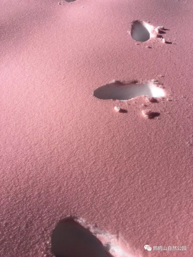 粉色的雪你见过吗?就在明天,阿坝州的这里将变成一个绝美的粉雪世界!