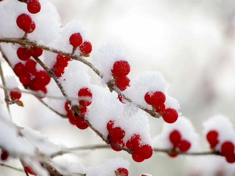 北京冬日罕见的小红果金银木,冰雪覆盖中的果实格外耀眼