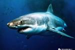 鲨鱼侵入澳洲水域 渔民频繁捕上3米多长牛鲨