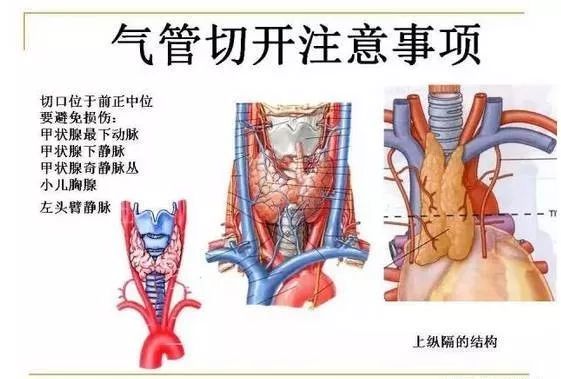 颈部解剖基础【珍藏版】