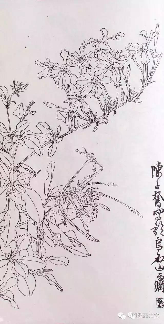 从白描到创作陈子奋花鸟画合集