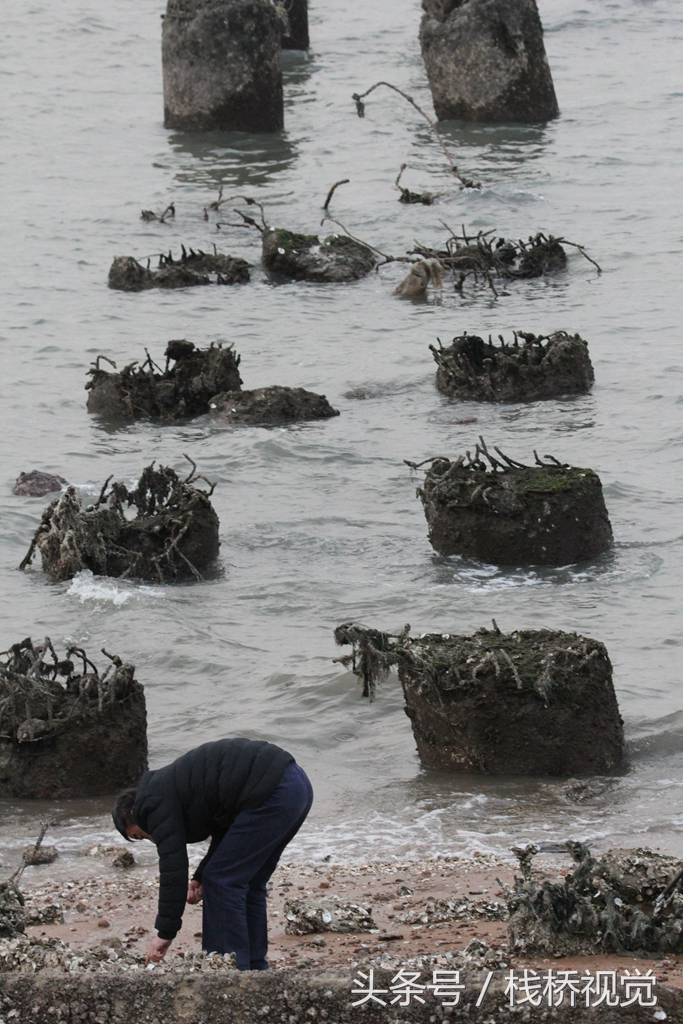 青岛冬日赶海乐,蚬母海蛎子大丰收成筐成桶往家提天然