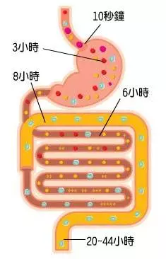 那么人体是如何消化食物的呢?