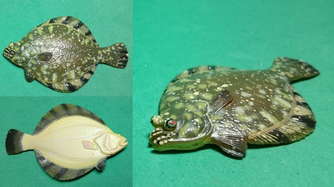 隐藏款:sp1.兰氏鲫 carassius auratus langsdorfii金色变异sp2.