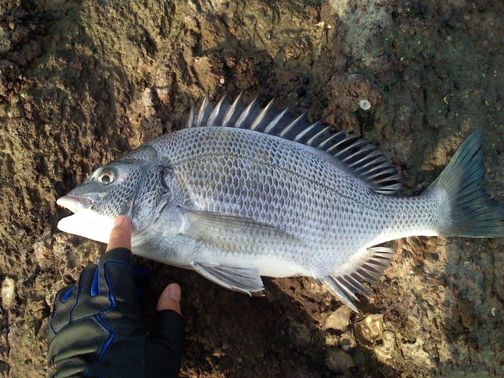 从海南到大连都能钓获此鱼,只要钓上一条就会来一窝