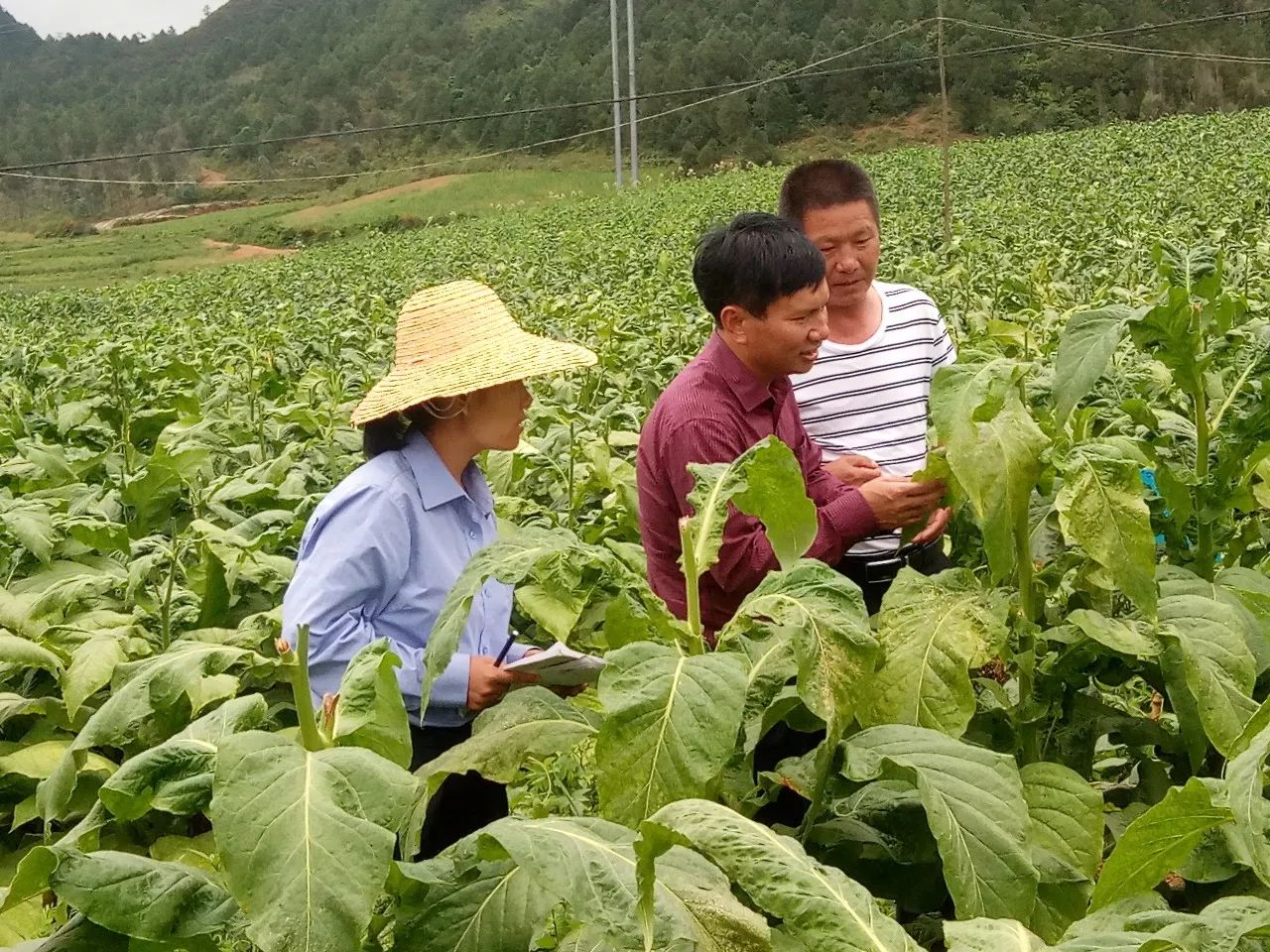 砚山江那人口_砚山江那镇(3)