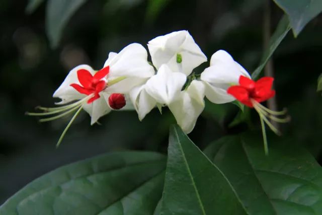 【每日一花】龙吐珠:白花配红蕊,美得令人心动!