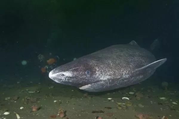 海洋科普233小头睡鲨150岁它们才刚刚发育成熟
