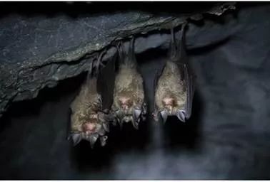 蝙蝠的精彩睡姿此外,蝙蝠的身上不像鸟类那样长满美丽的羽毛,当冬季