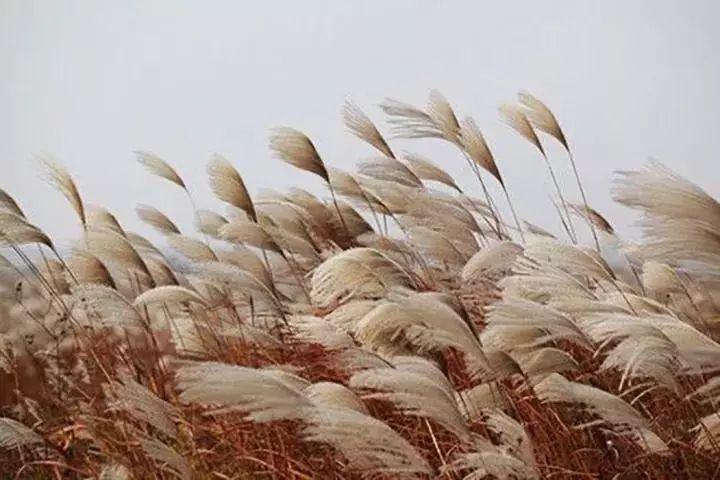 诗画蒹葭苍苍白露为霜所谓伊人在水一方