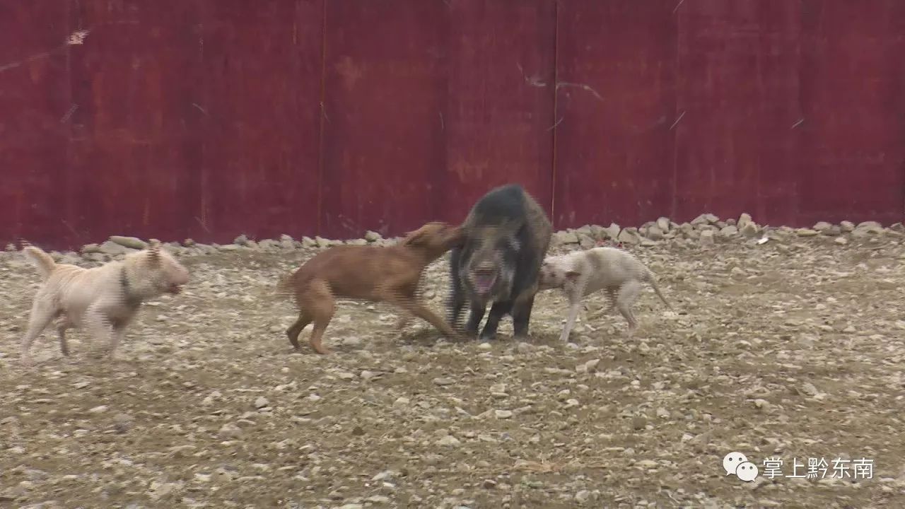 雷山:斗犬pk野猪 你不一定见过