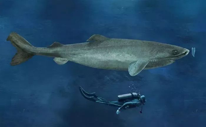 海洋科普233小头睡鲨150岁它们才刚刚发育成熟