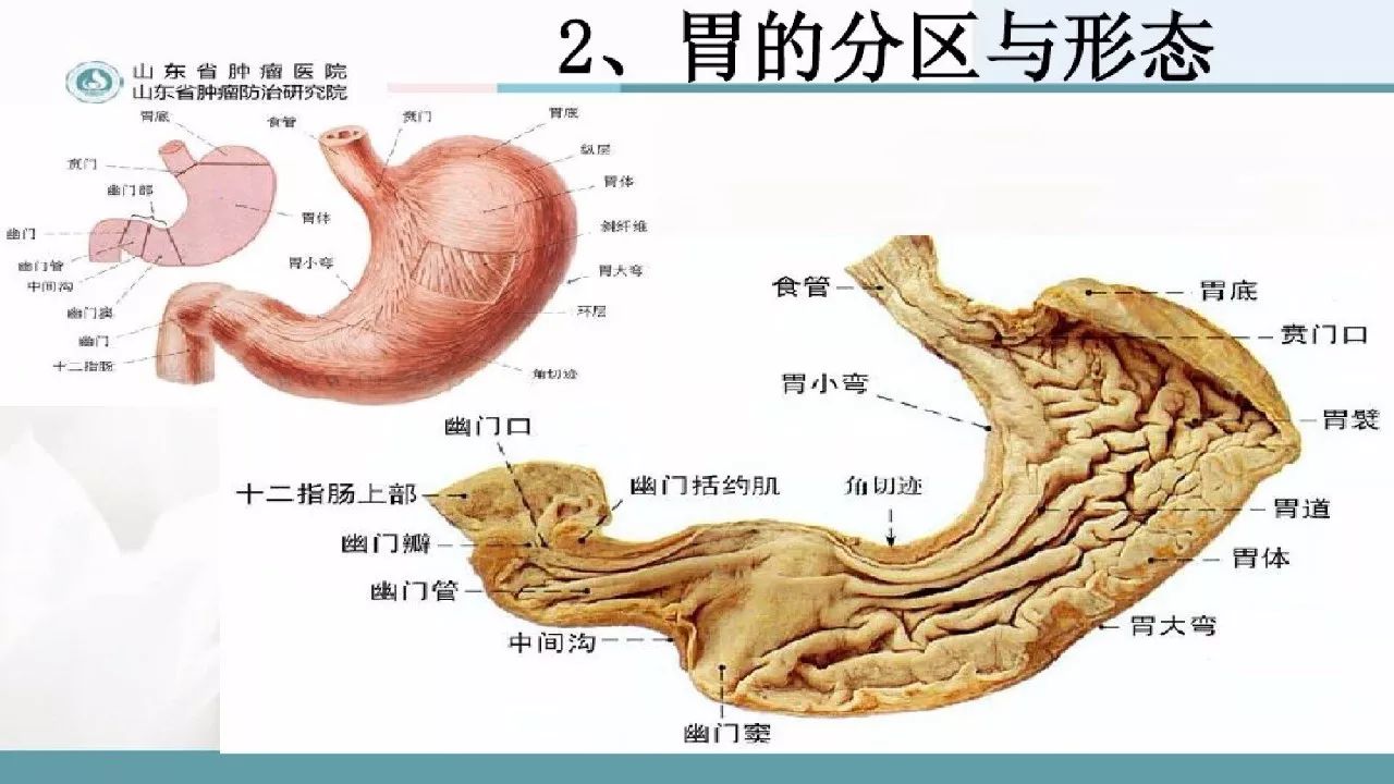 胃大部切除术的围手术期的护理