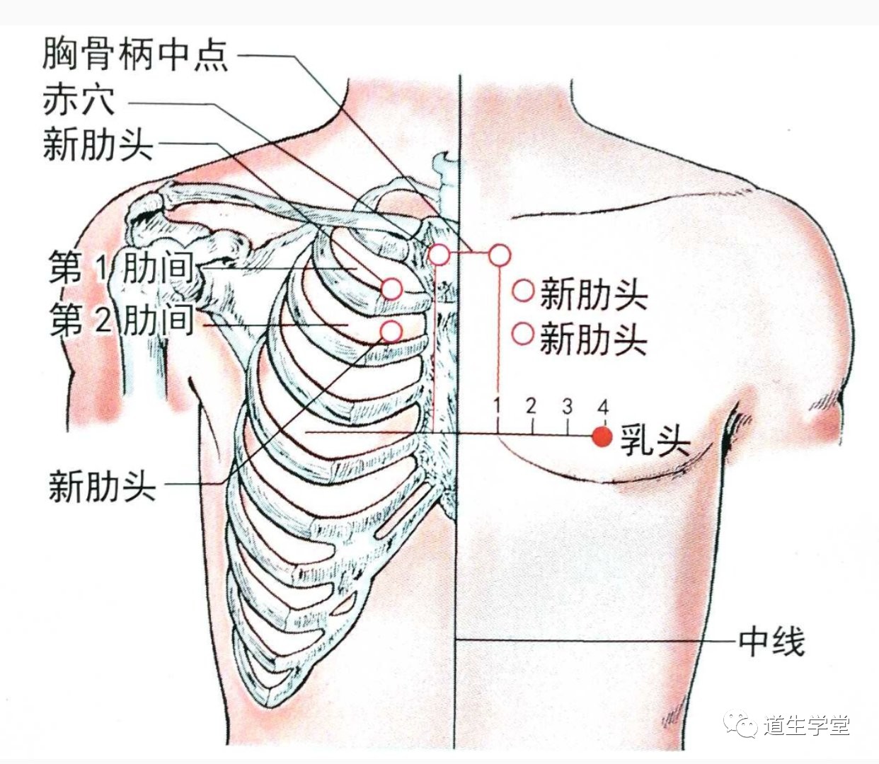 经外奇穴丨新肋头