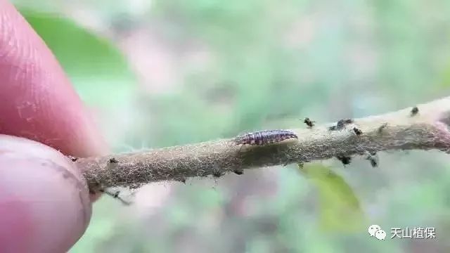 近几年风景树卷叶的原凶—桃蚜