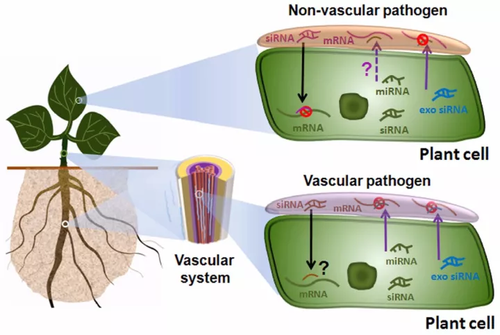 中科院郭惠珊团队发表植物与病原真菌互作中的跨界rna沉默的综述文章